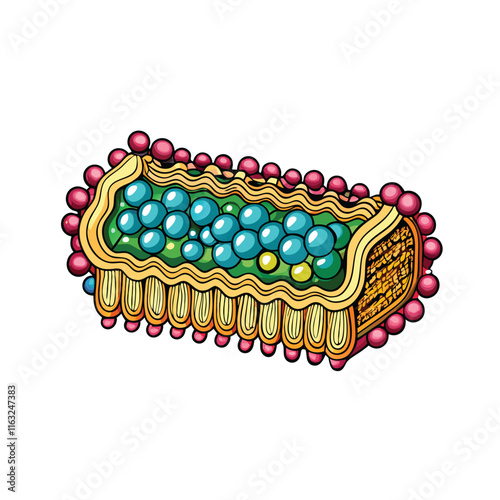 Create a detailed vector illustration of a cell membrane, showcasing phospholipid bilayer, integral & peripheral proteins, cholesterol molecules, and selective permeability.