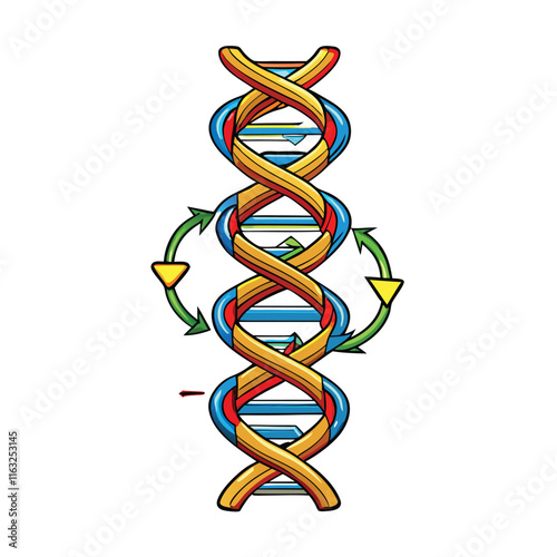 Design a detailed vector illustration of DNA replication, showing helicase, polymerase, primase, leading and lagging strands, Okazaki fragments.  Include clear labels.