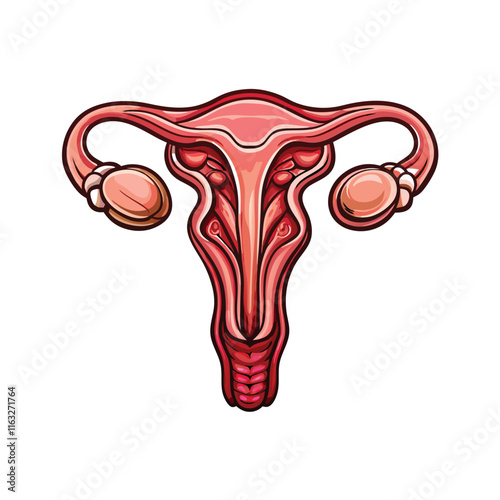 Illustrate the human female reproductive system, clearly labeling the ovaries, fallopian tubes, uterus, cervix, and vagina.  Show a cross-section view.