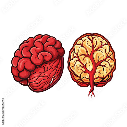 Illustrate ischemic and hemorrhagic strokes; depict brain anatomy highlighting blood vessel blockage (ischemic) and rupture (hemorrhagic).