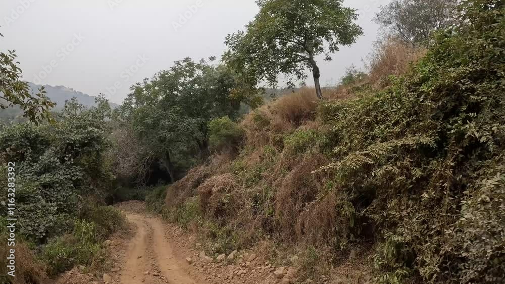 A tranquil dirt path surrounded by dry forest trees under a soft, hazy sky. A tranquil dirt path surrounded by dry forest trees under a soft, hazy sky.
