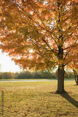 Autumn tree in sunny park with golden leaves in Palatine, IL