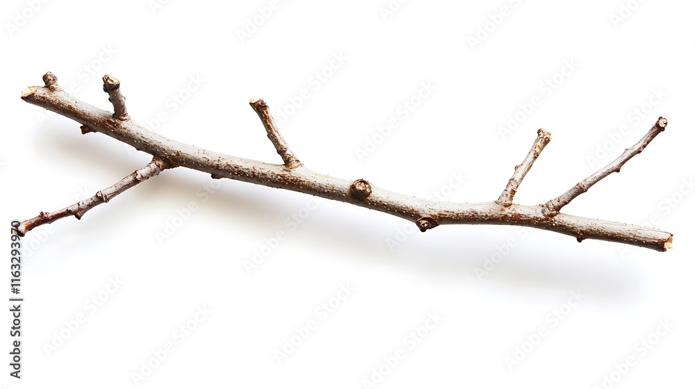 dry dead branch isolated on white background dry dead branch isolated on white background