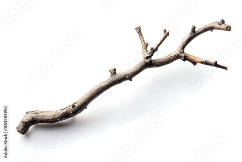 dry dead branch isolated on white background photo