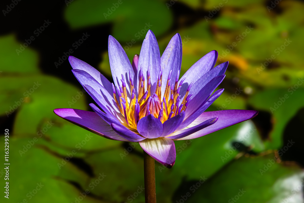 Purple Lily Blooming in Nature Purple Lily Blooming in Nature