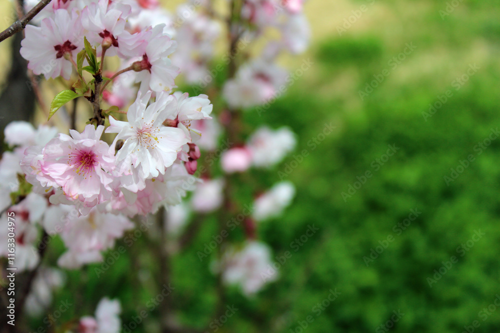 Fototapeta premium 桜の花