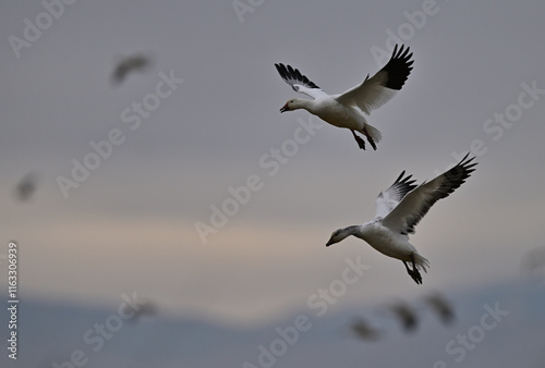 Skein Of Snow Geese flying over crops field to find a landing spot