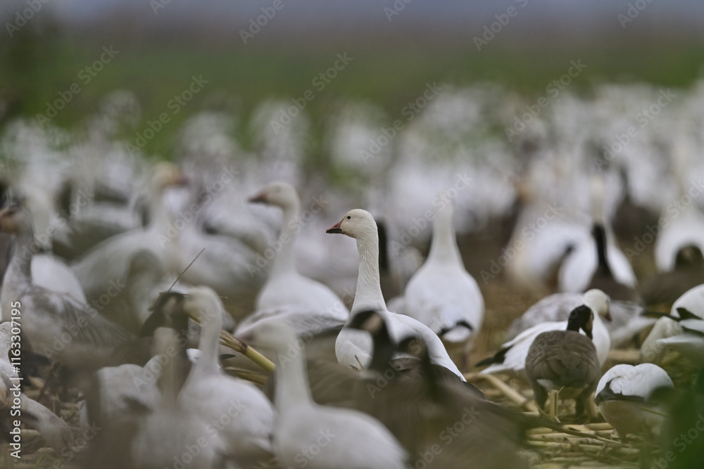 Obraz premium A gaggle of geese crowding on a field from winter migration