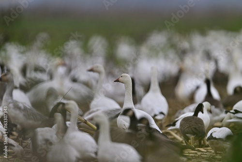 A gaggle of geese crowding on a field from winter migration