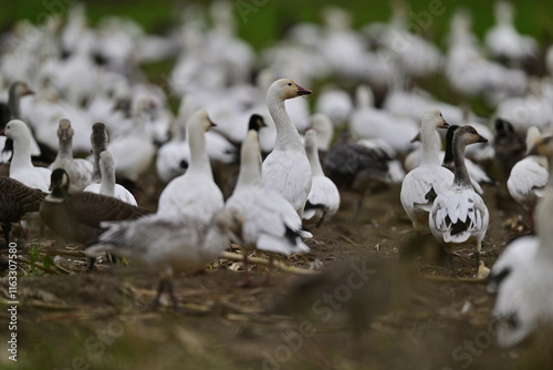 Fototapet A gaggle of geese crowding on a field from winter migration