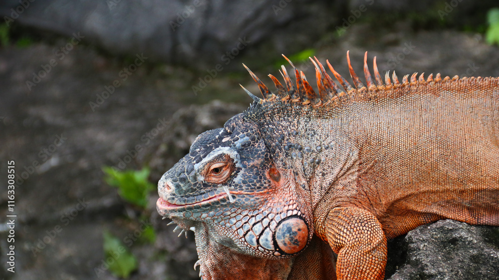 Beautiful Red Iguana on stone, animal closeup. Orange colored Iguana sits on a stone. A subspecies of the Red Morph. Shy animal red iguana Beautiful Red Iguana on stone, animal closeup. Orange colored Iguana sits on a stone. A subspecies of the Red Morph. Shy animal red iguana