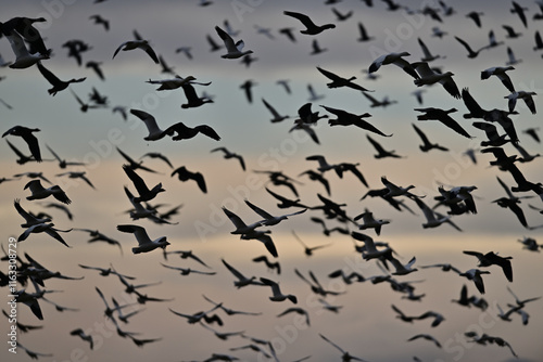 Skein Of Geese flying over crops field