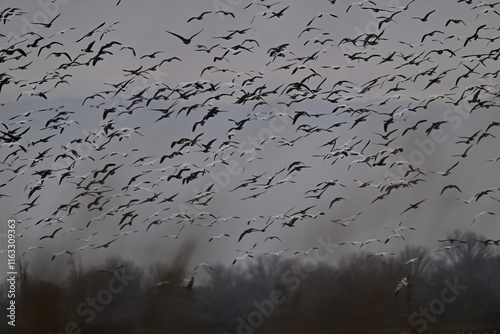 Skein Of Geese flying over crops field