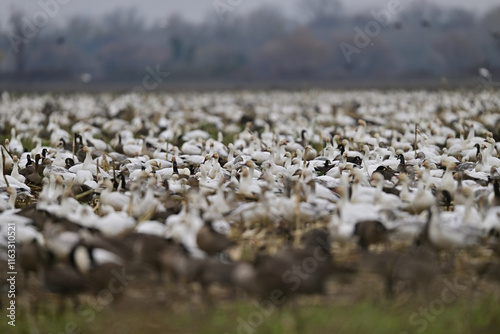 Photography A gaggle of geese crowding on a field from winter migration