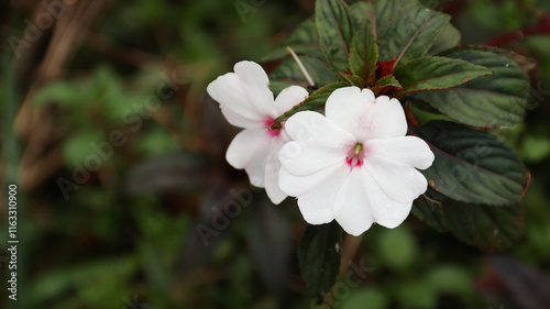 Photos New Guinea impatiens (Impatiens hawkeri) with white and pink flowers