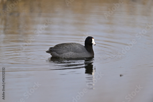 American Coot Swimming in  a Lake