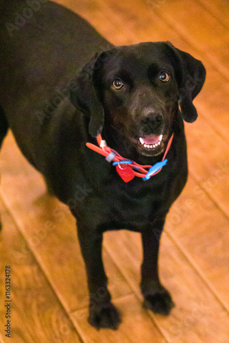 black labrador retriever