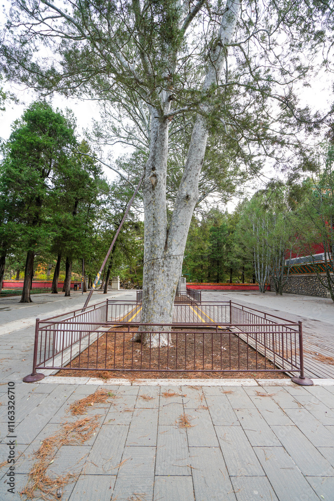 White Pine in the Pine Hall of Summer Palace in Beijing