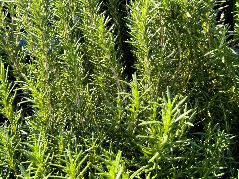 A view of rosemary leaves. A view of rosemary leaves.
