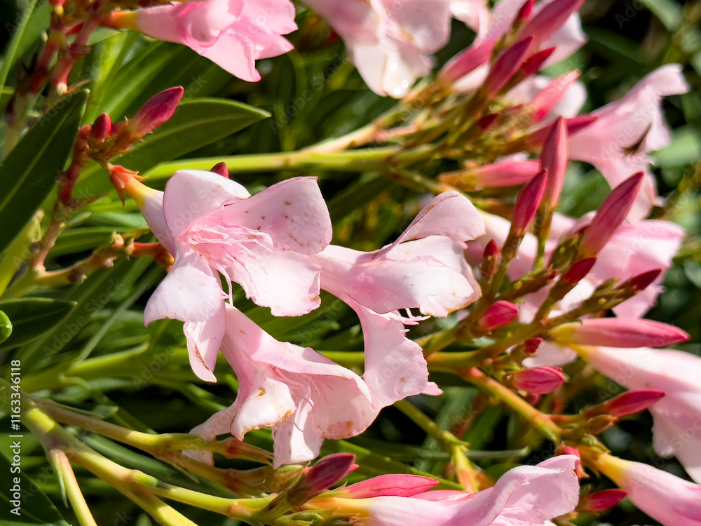 Obraz premium A closeup view of pink oleander flowers.