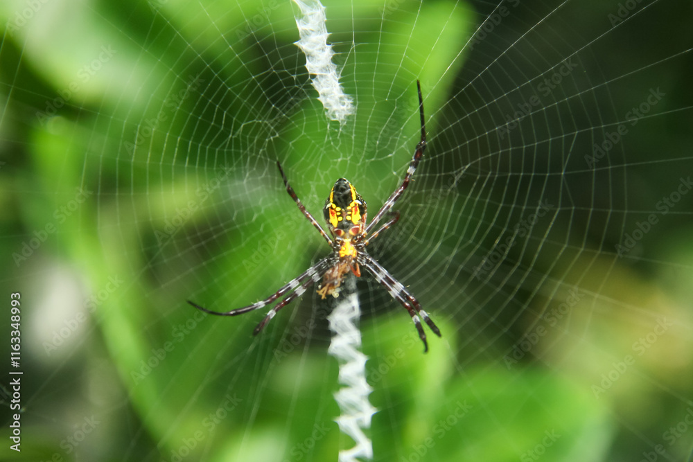 Argiope Anasuja, a species of spider belonging to the family araneidae, argiope anasuja spider that makes its nest in rice plants Argiope Anasuja, a species of spider belonging to the family araneidae, argiope anasuja spider that makes its nest in rice plants