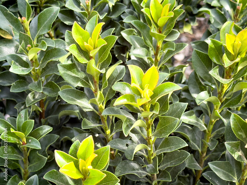 A view of leaves from the Indian hawthorn plant.