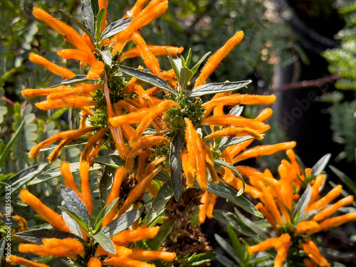 A view of lion's tail sage flowers. photo