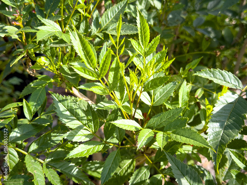 A view of leaves from the sparky tecoma plant.