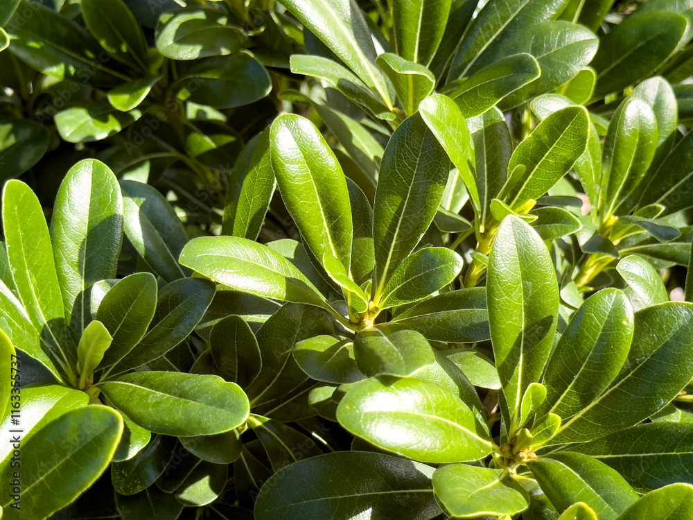 A view of leaves from the dwarf pittosporum plant. A view of leaves from the dwarf pittosporum plant.