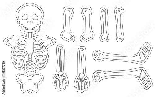 Printable Skeleton Cutout Template for Educational and Halloween Activities