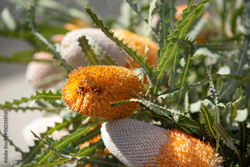 A view of a banksia ashbyi plant, on display at a local farmers market. photo