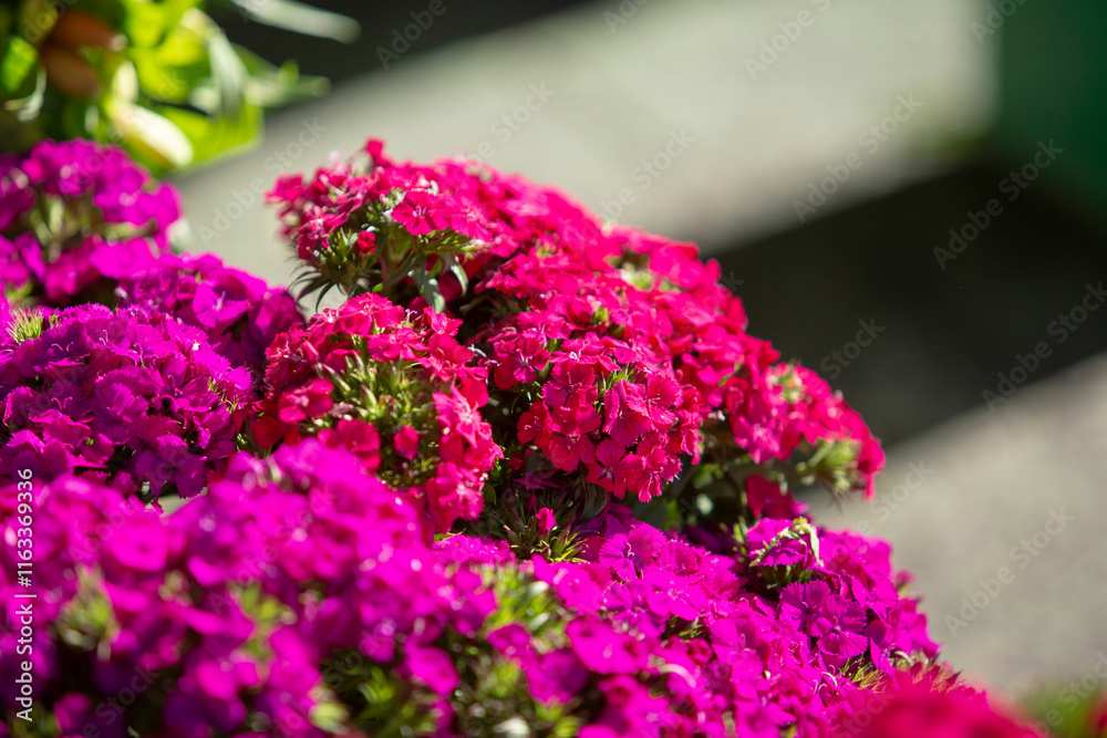 Fototapeta premium A view of several bundles of dianthus flowers, on display at a local farmers market.