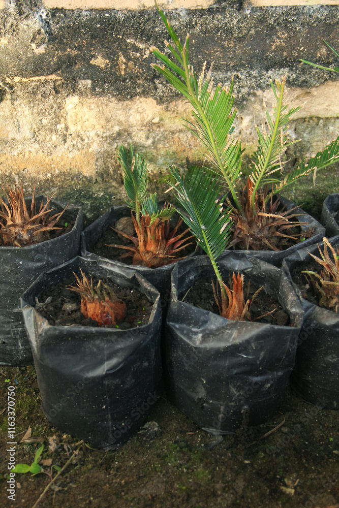 Cycas Revolute, cycas revoluta plant seeds planted in black polybags filled with black humus soil