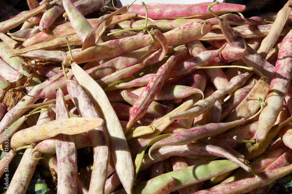 A view of cranberry bean pods, on display at a local farmers market. A view of cranberry bean pods, on display at a local farmers market.