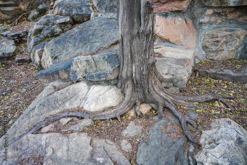 Obraz na płótnie Bare roots of Summer Palace in Beijing w salonie