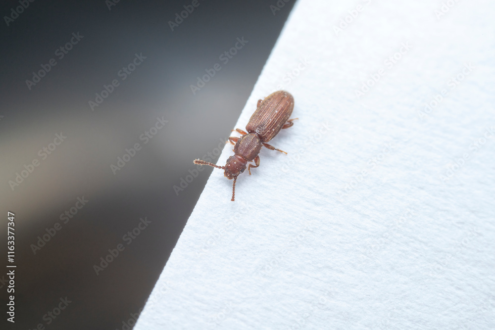Oryzaephilus surinamensis in a white background