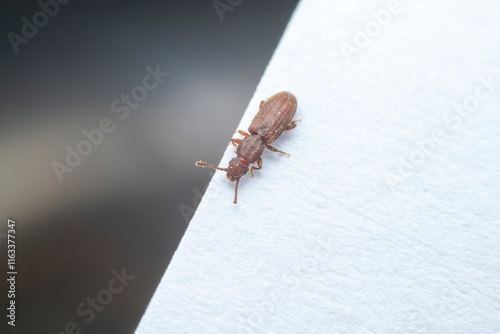 Obraz na płótnie Oryzaephilus surinamensis in a white background w salonie