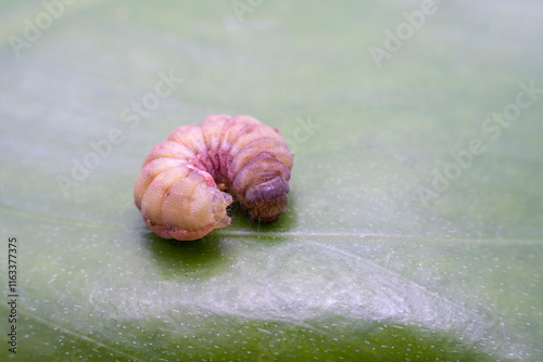Lepidoptera larvae in the wild state