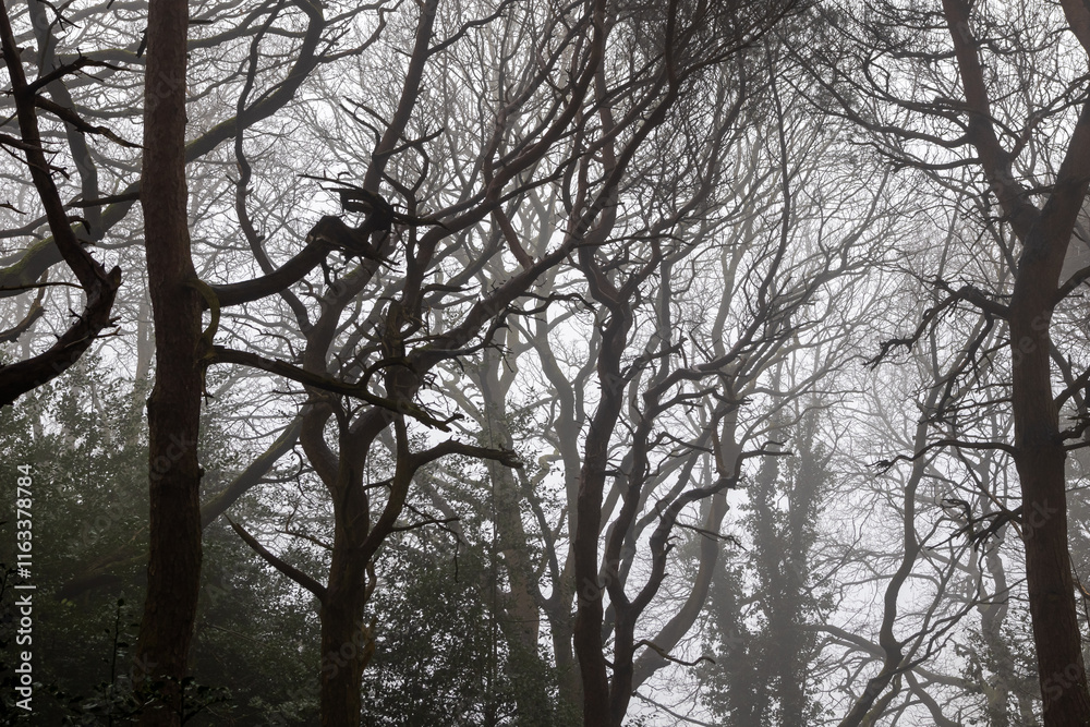 Silhouette of trees in misty weather Silhouette of trees in misty weather