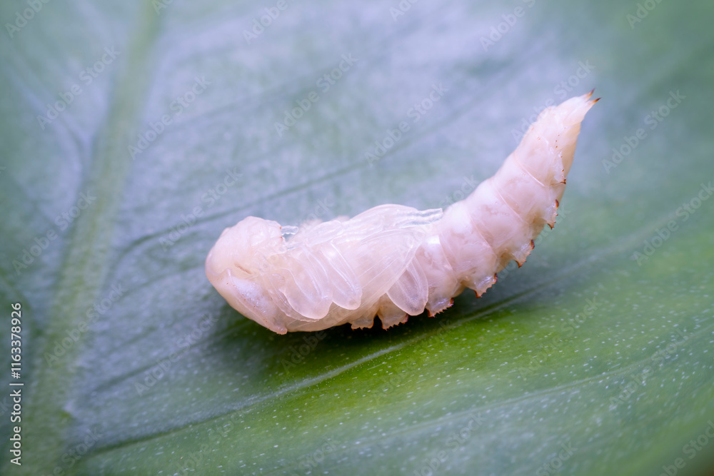ground beetle pupa in the wild state