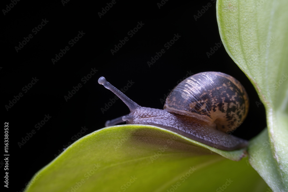 snail in the wild state
