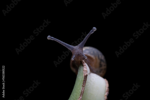 Obraz na płótnie snail in the wild state w salonie