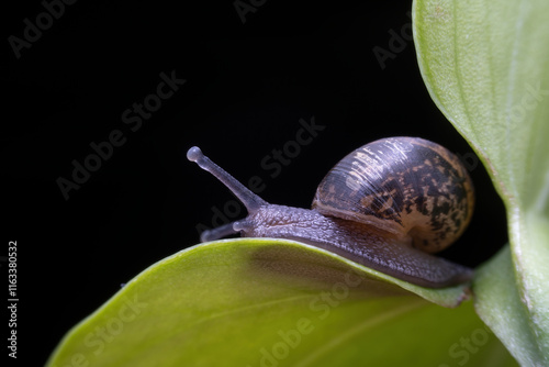 Obraz na płótnie snail in the wild state w salonie