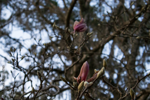 red flower in the tree