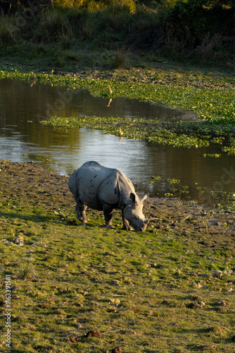 One horned Rhino grazing beside a wetland in Kaziranga National Park Assam India - vertical photo 3