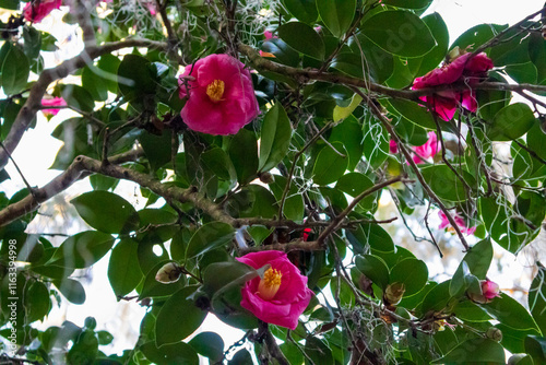 red roses bush