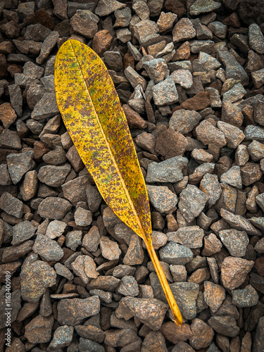 yellow leaves on the gravel photo