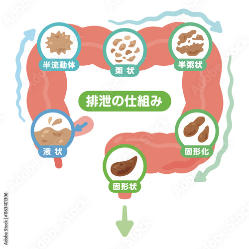 排せつの仕組みイラスト