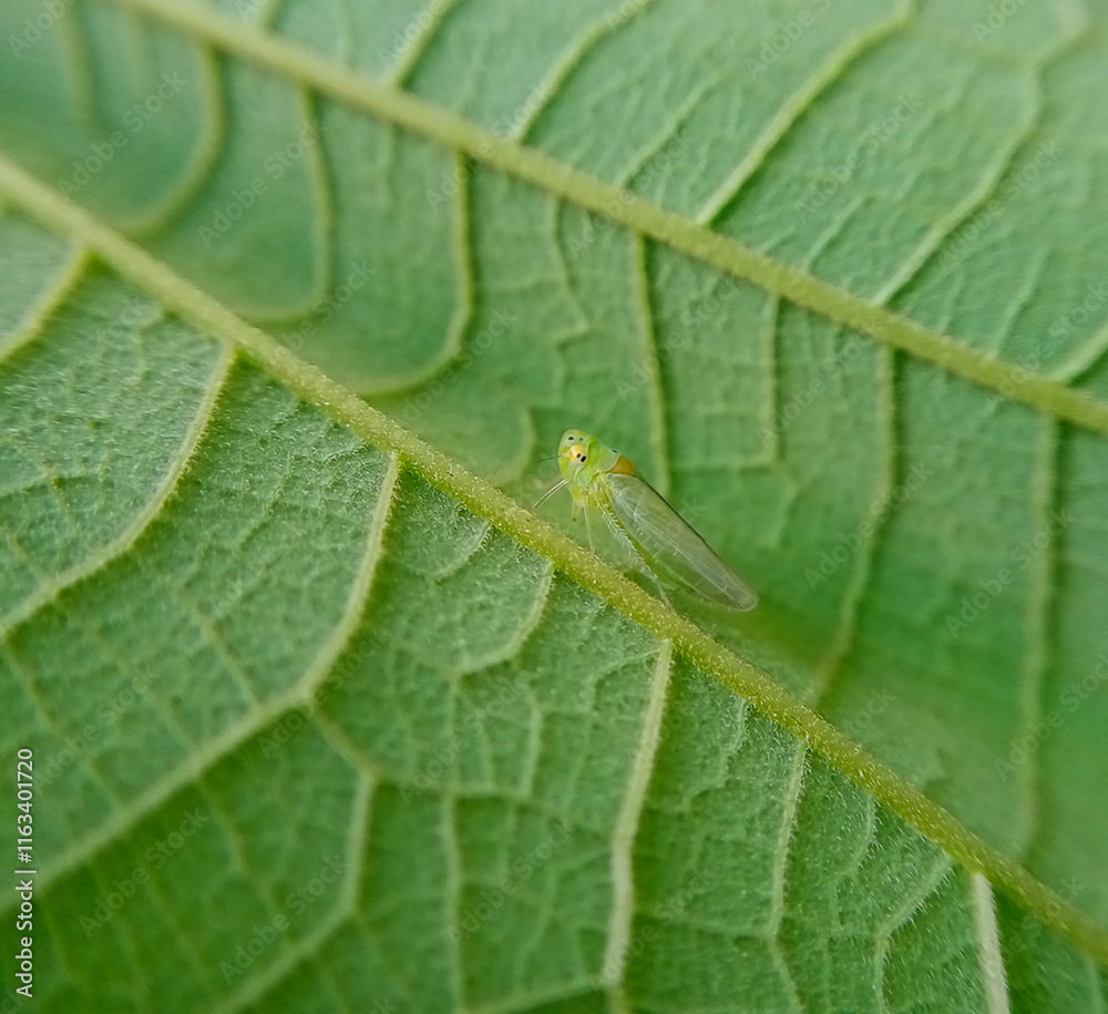 A small green animal on green plant A small green animal on green plant