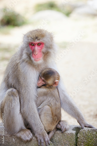 Japanese wild monkey, wild animal
